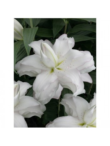 Лилиум " Lotus Beauty" LL83